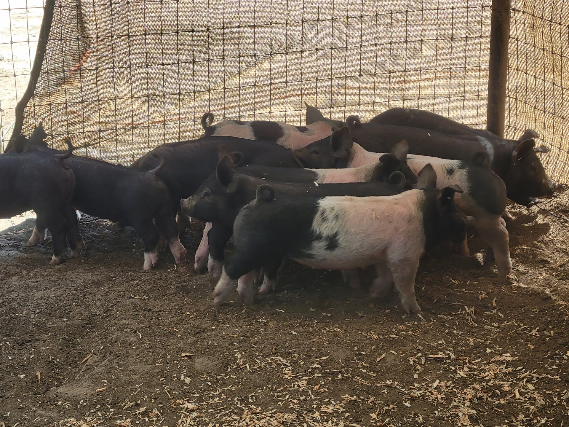 Spot/Hampshire piglets on Farmish