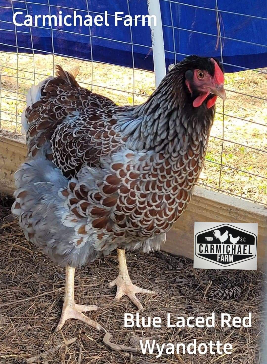 Blue Laced Red Wyandotte chicks on Farmish