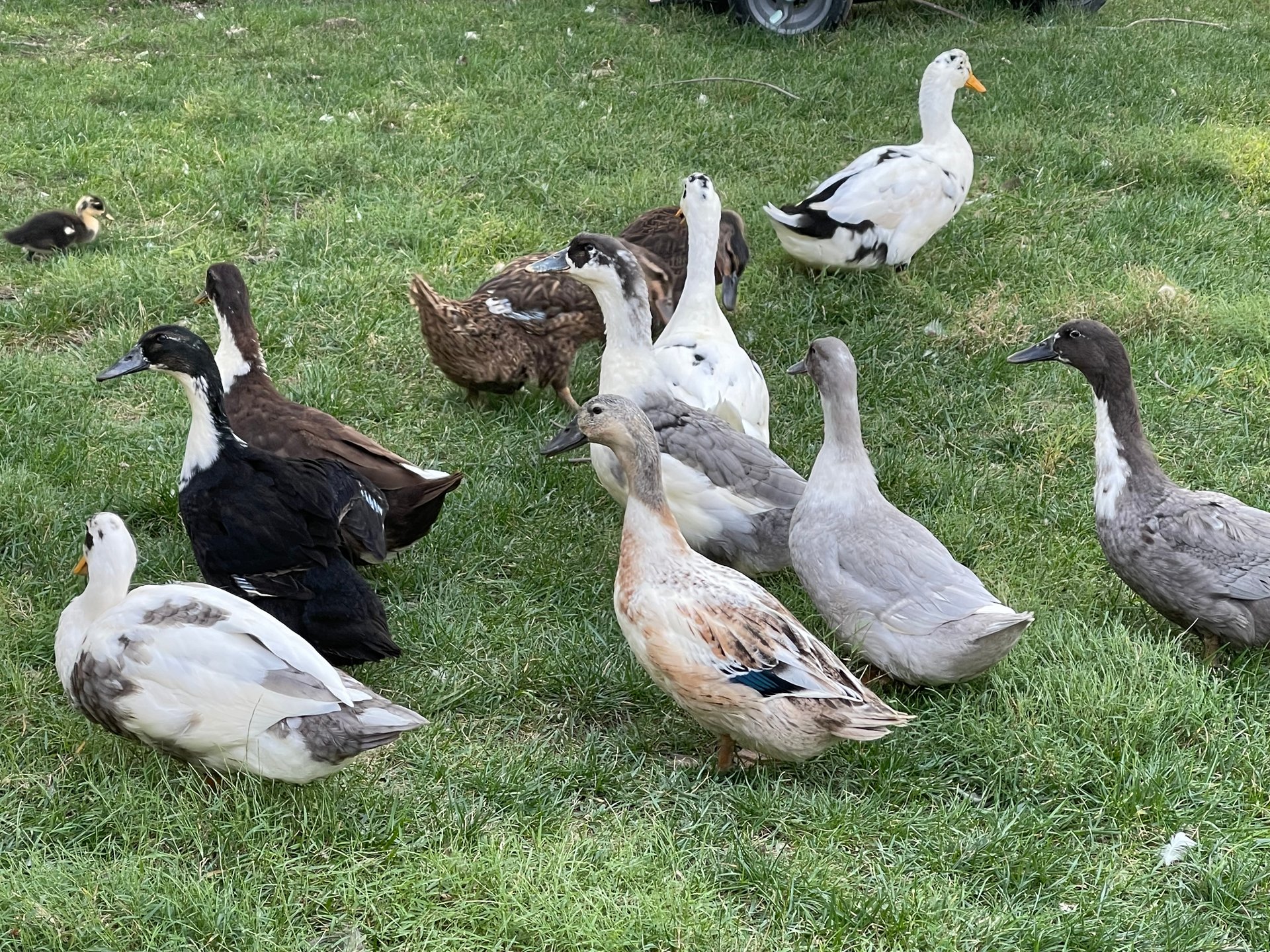 Fresh duck and chicken eggs 5 chicken 6 duck on Farmish