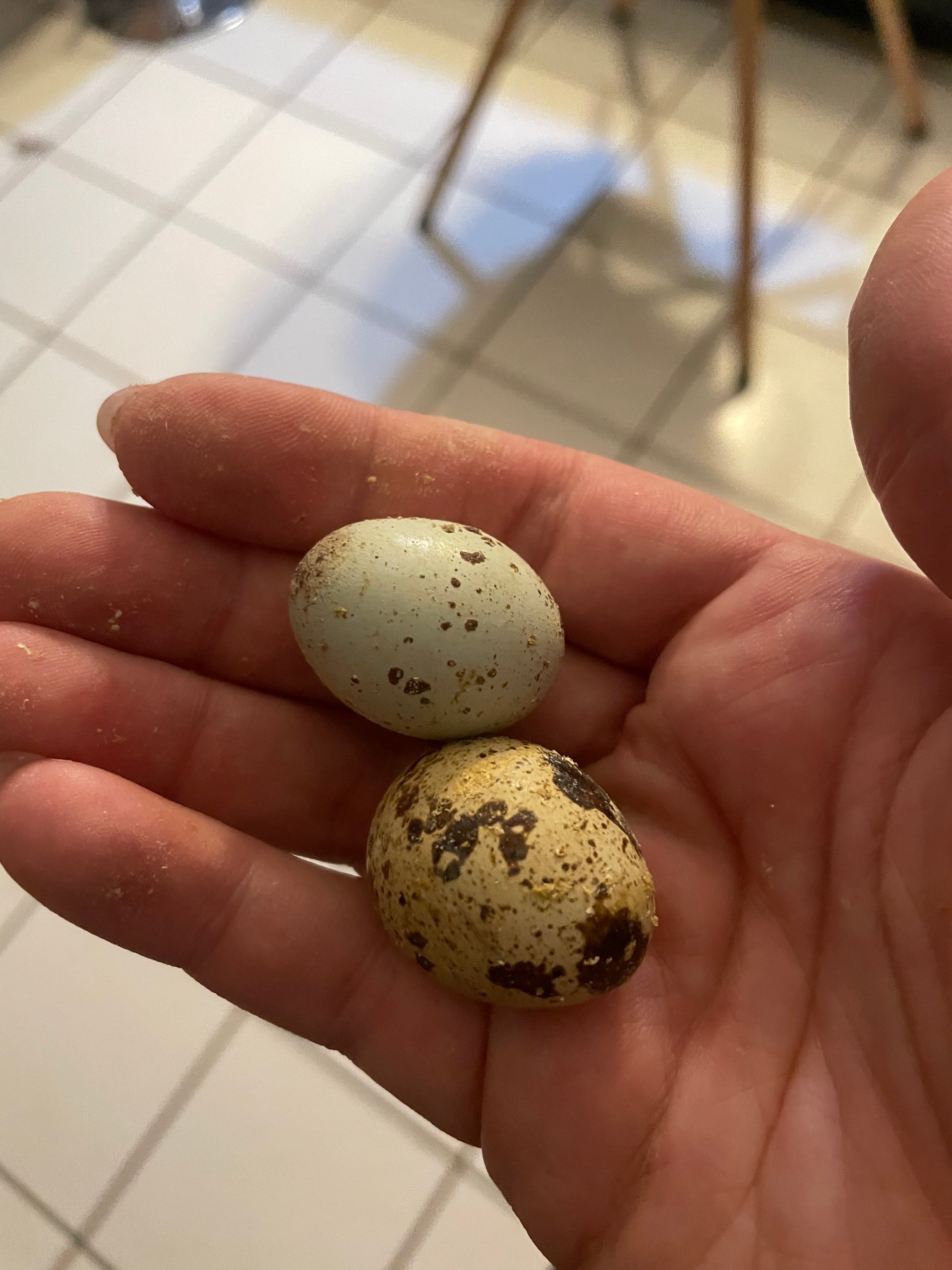 Coturnix Quail Eggs for Sale on Farmish