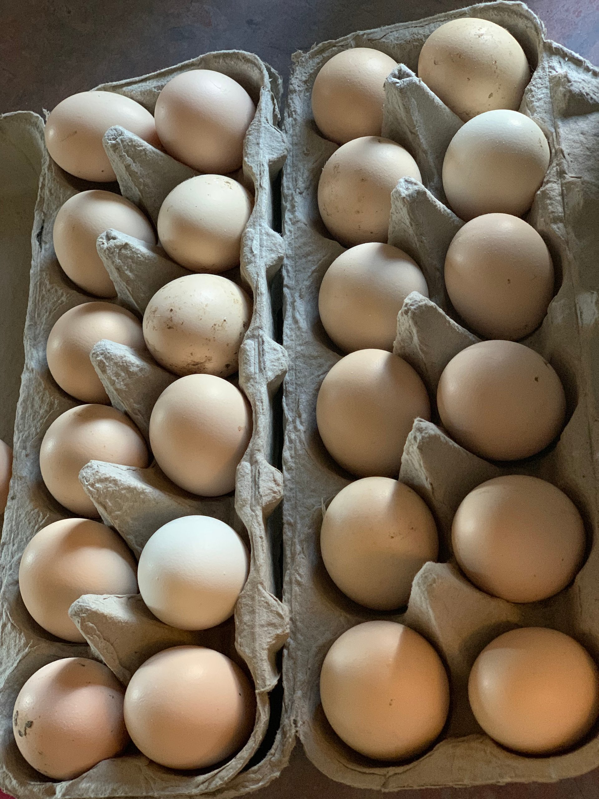 Fertilized Silkie Eggs on Farmish