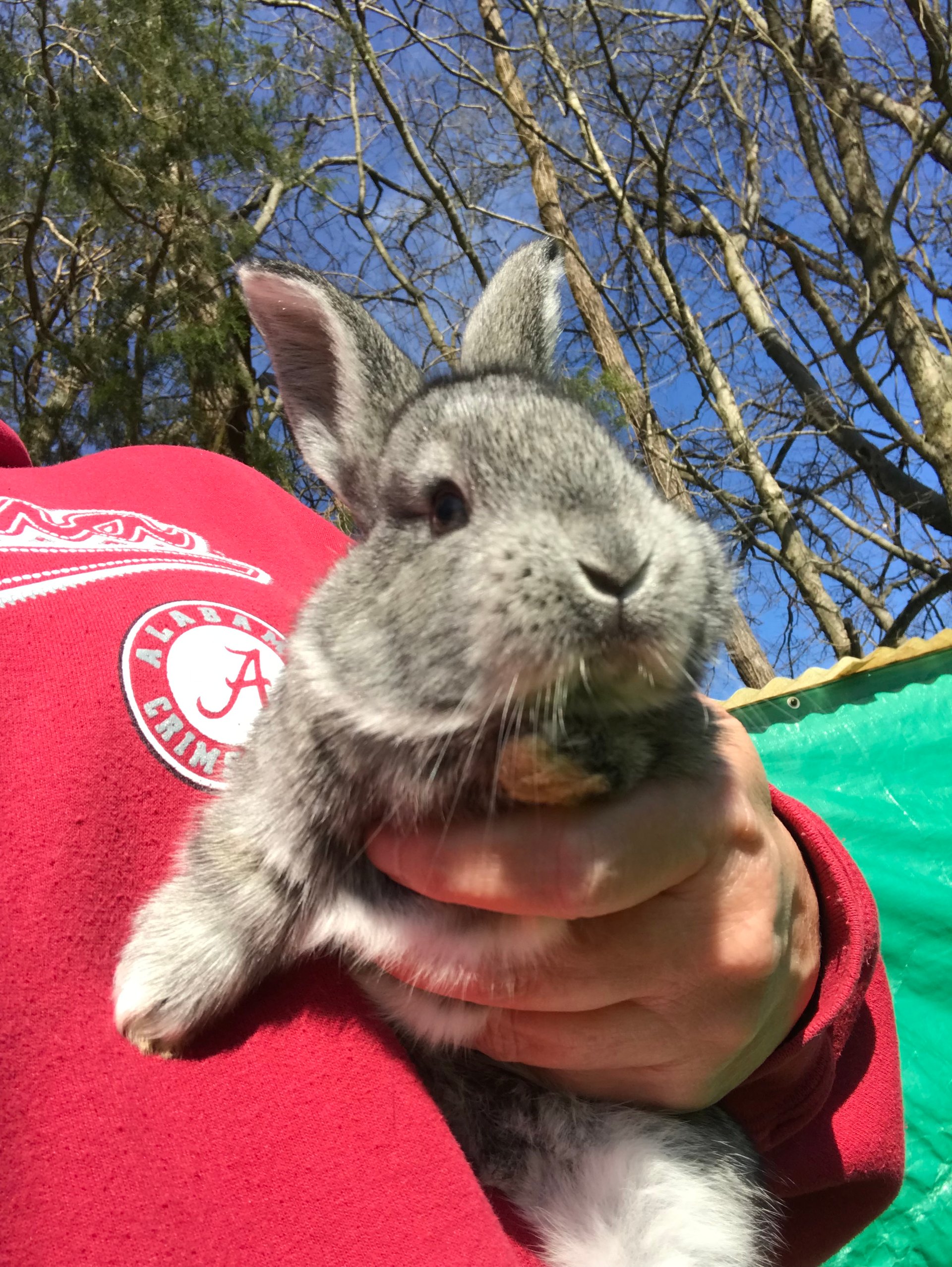 Meat Rabbits on Farmish