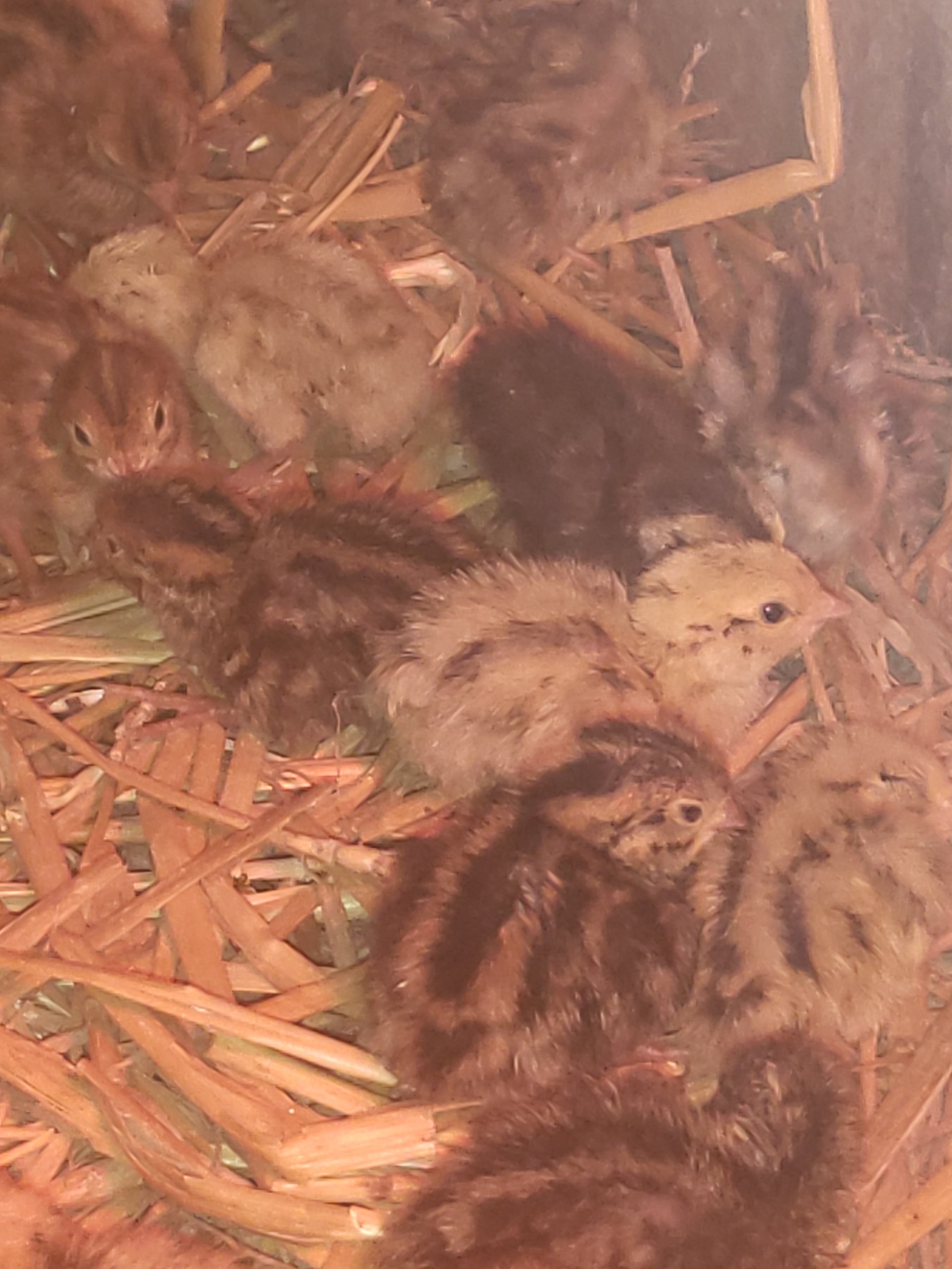Coturnix Quail Chicks on Farmish