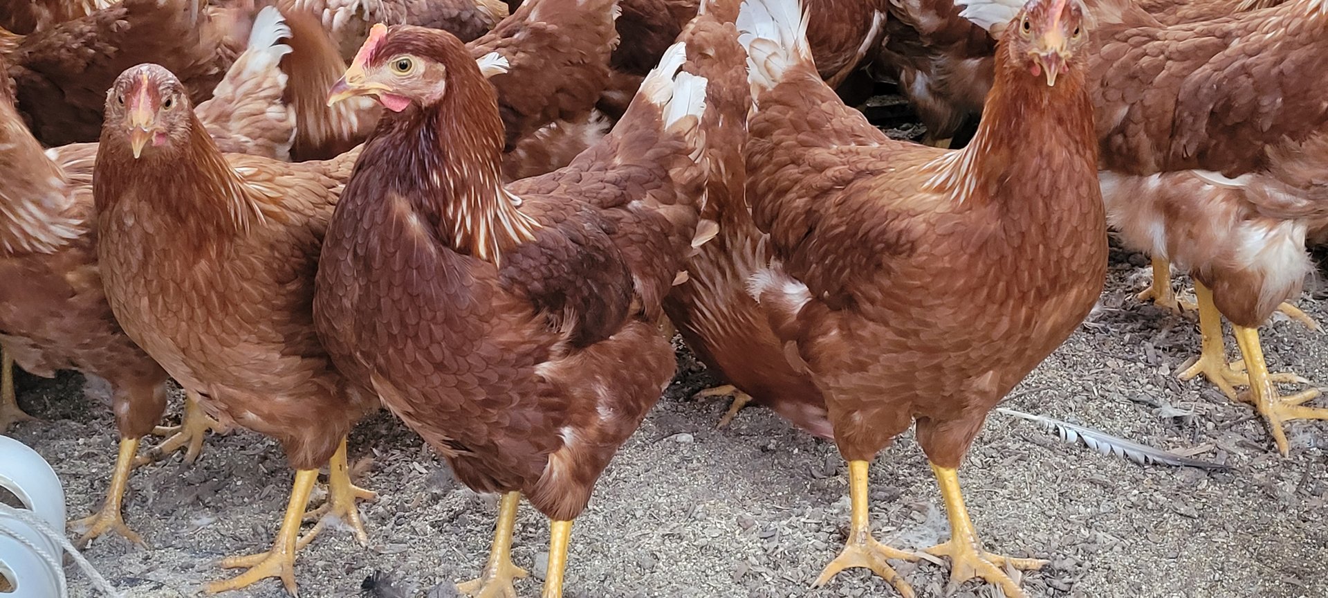 Laying hens for sale on Farmish