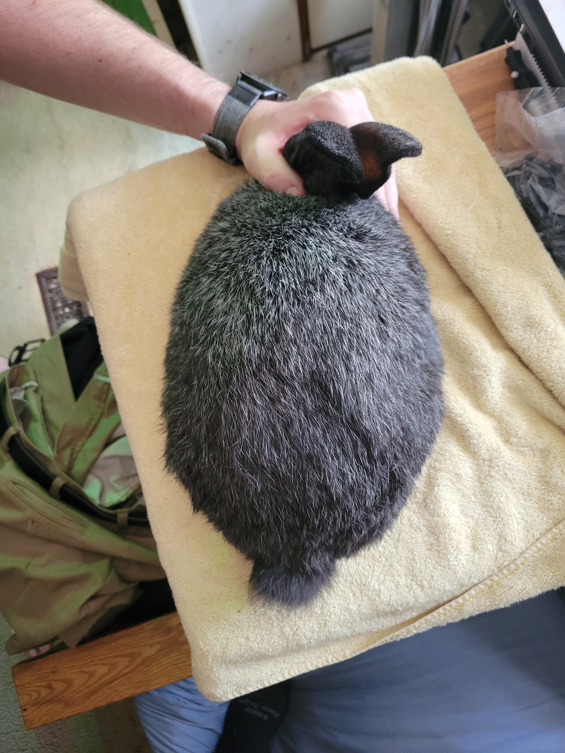 Live rabbit/rabbit meat on Farmish