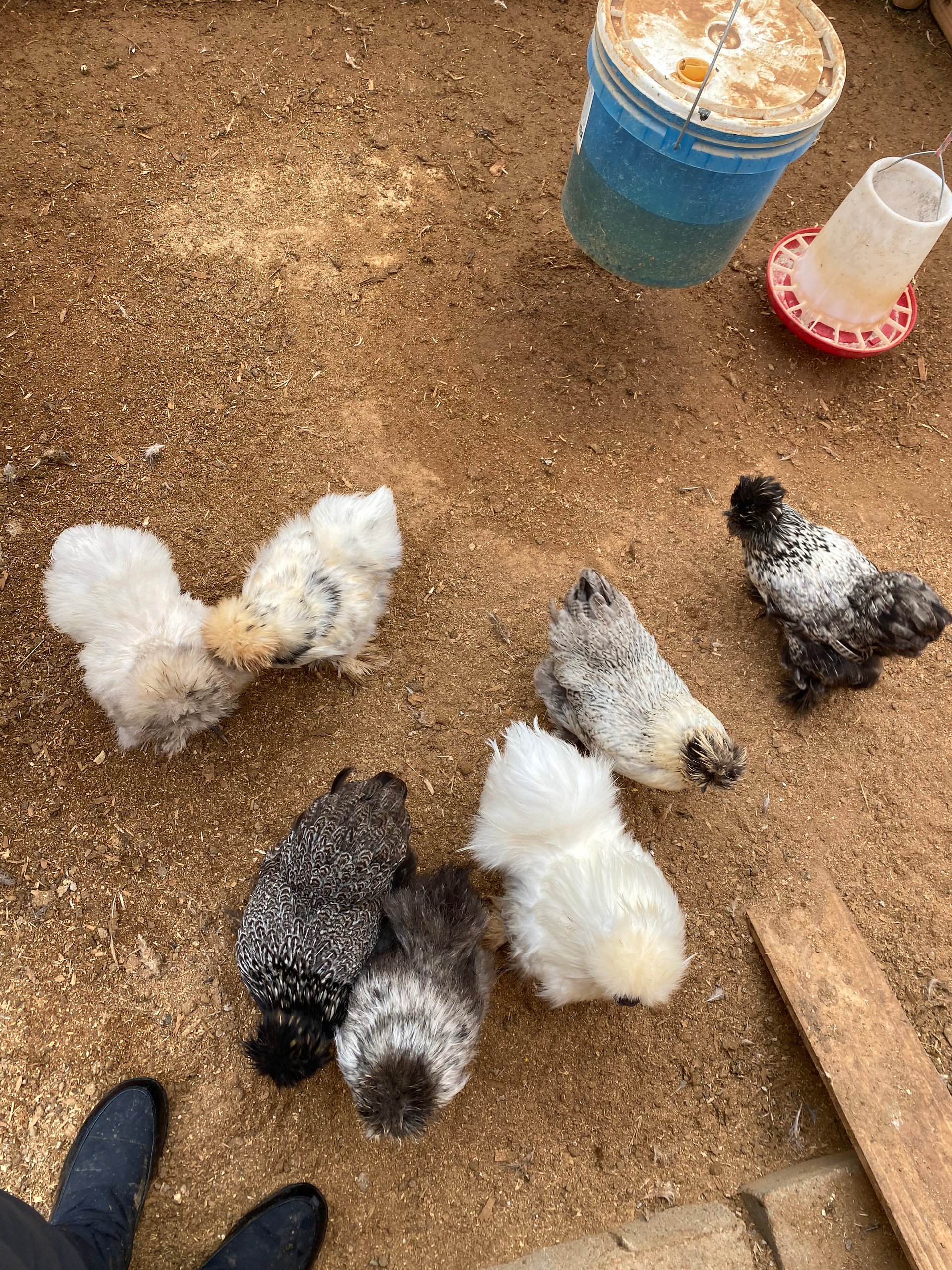 Silkie Hatching Eggs on Farmish