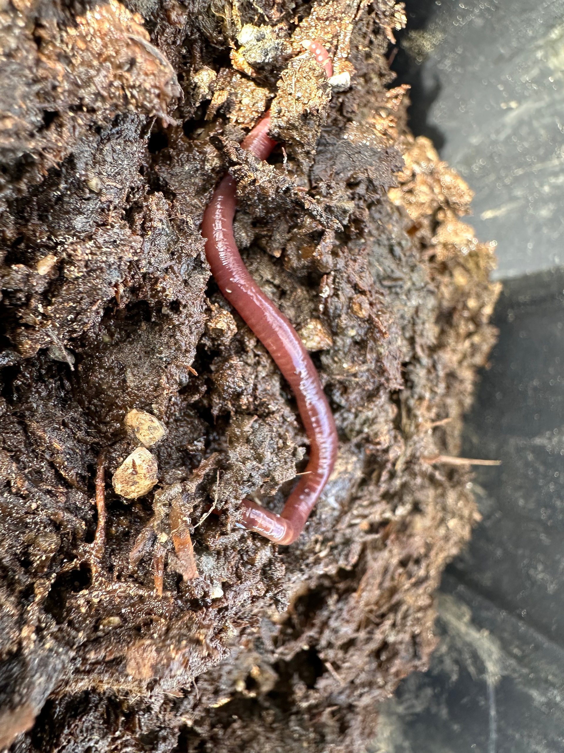 Red wriggler composting worms for sale on Farmish