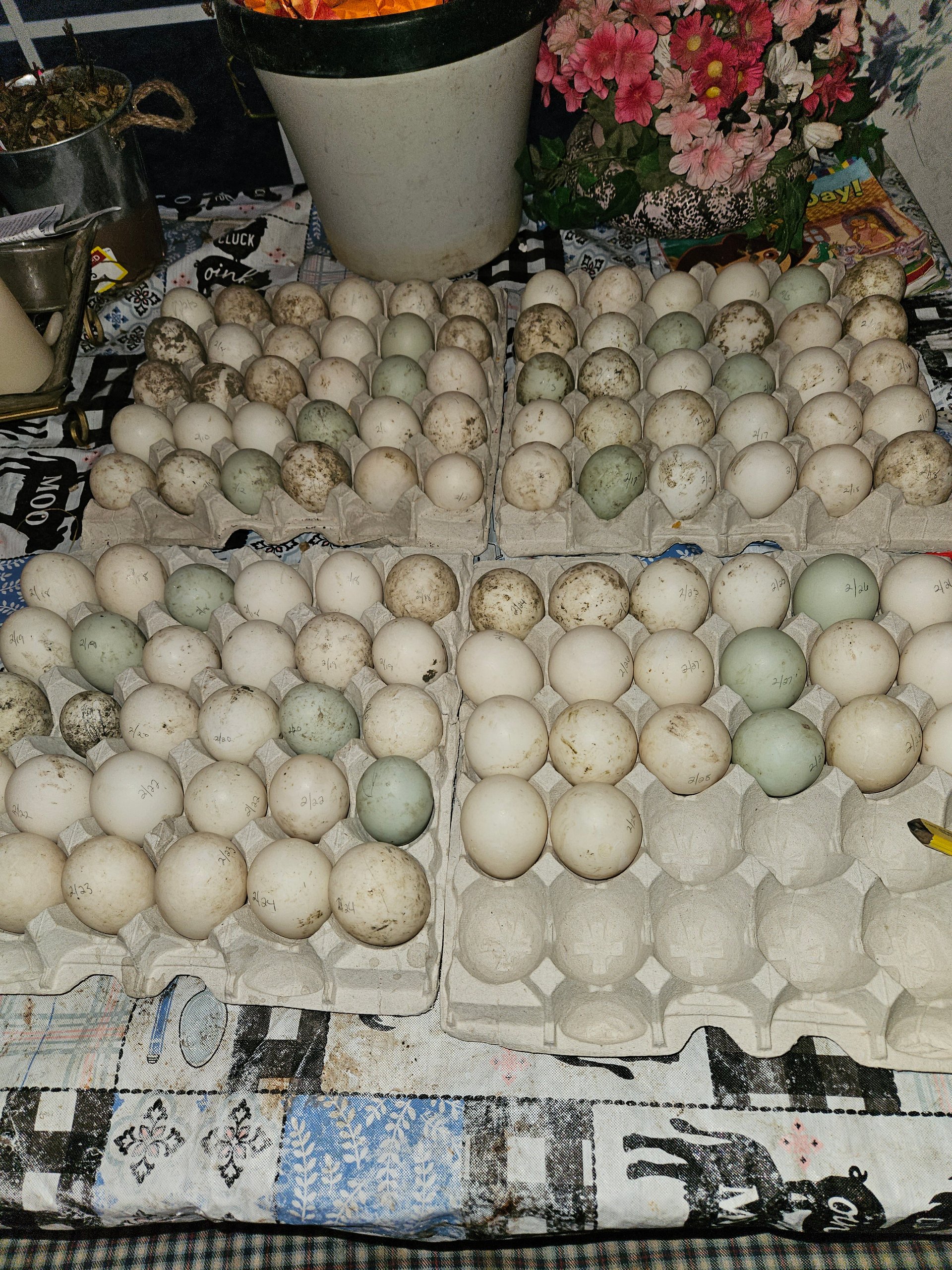 Duck Eggs for Eating on Farmish
