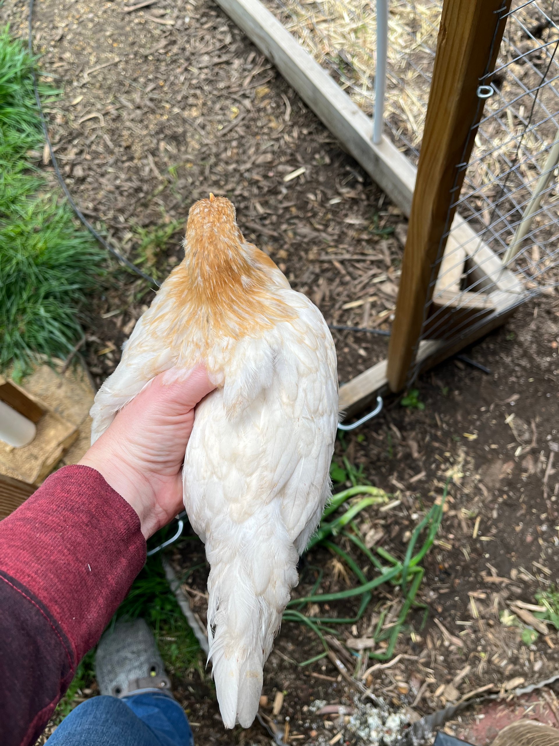 Layer hen pullets on Farmish