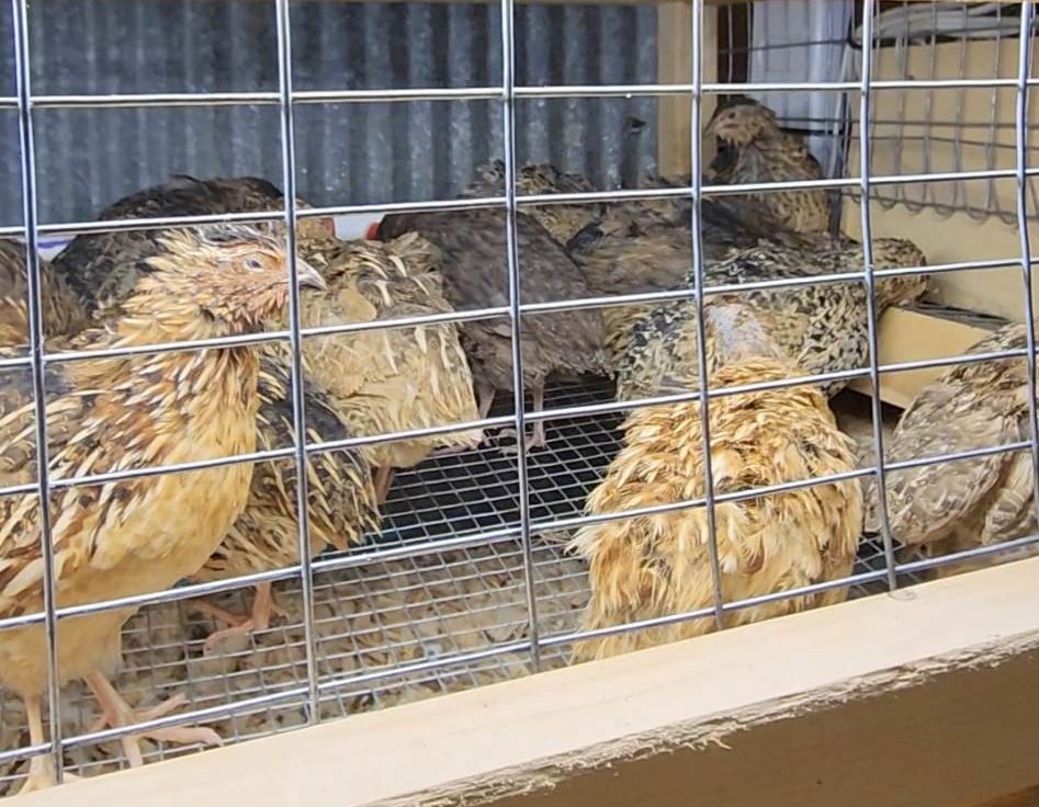 Fertile Quail Eggs Autumn Amber Feather Sexable on Farmish