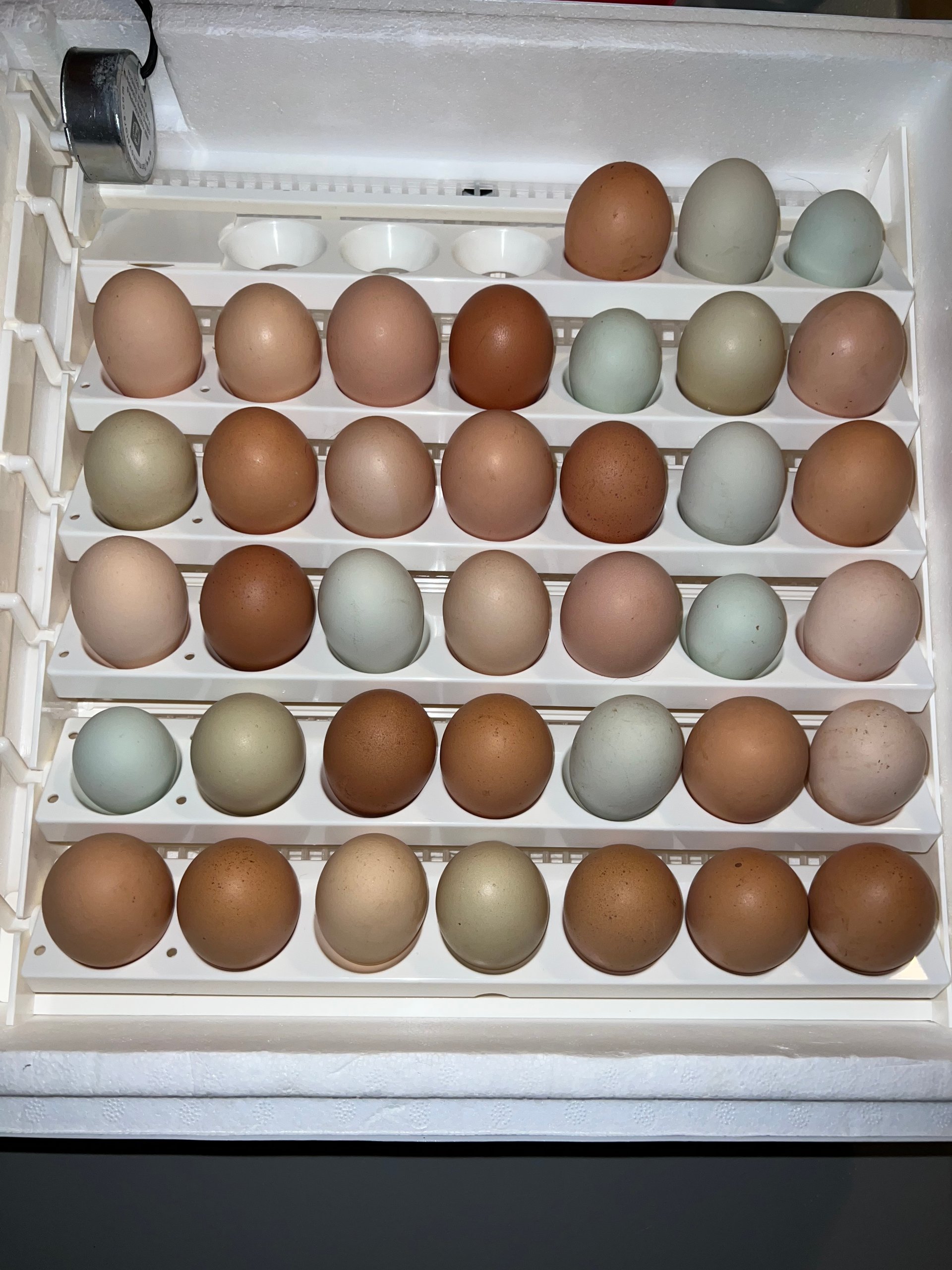 Organically raised Barnyard fertile chicken AND INDIAN RUNNER DUCK