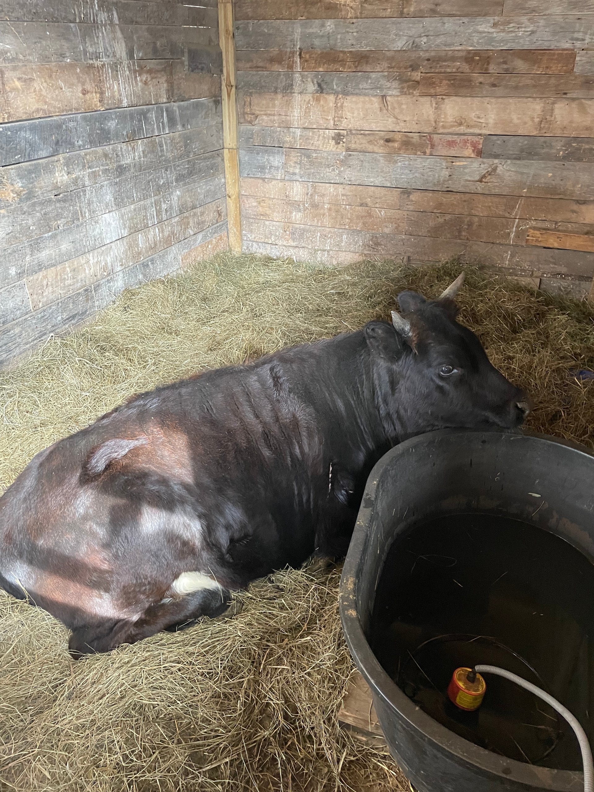 Dexter/Mini Zebu cross heifer on Farmish