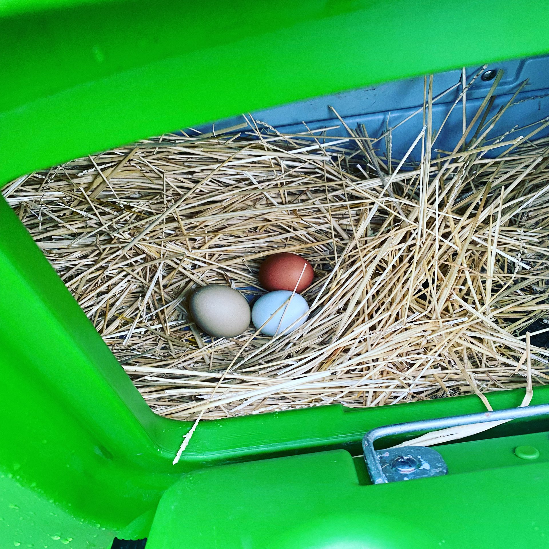 Hatching Fertilized Chicken Eggs on Farmish