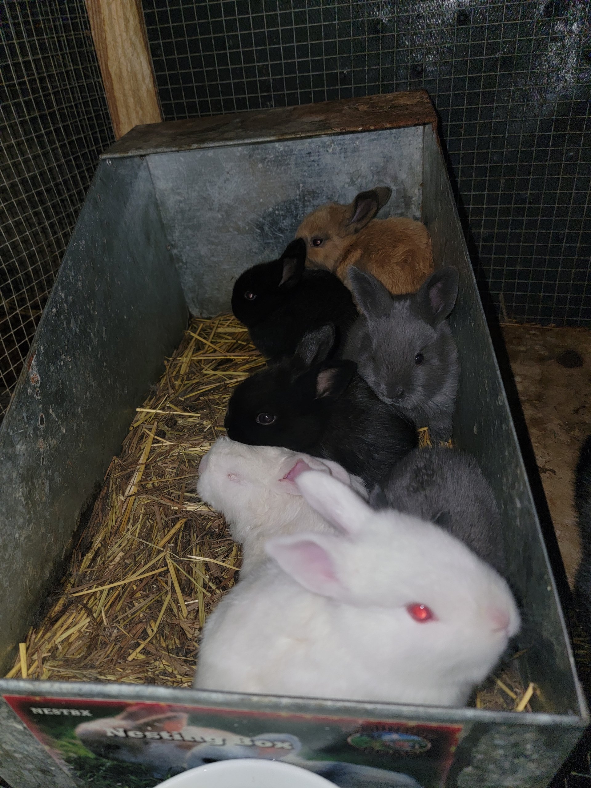 Meat/breeding Rabbits On Farmish