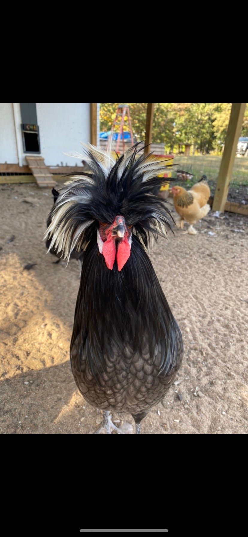 Polish rooster on Farmish