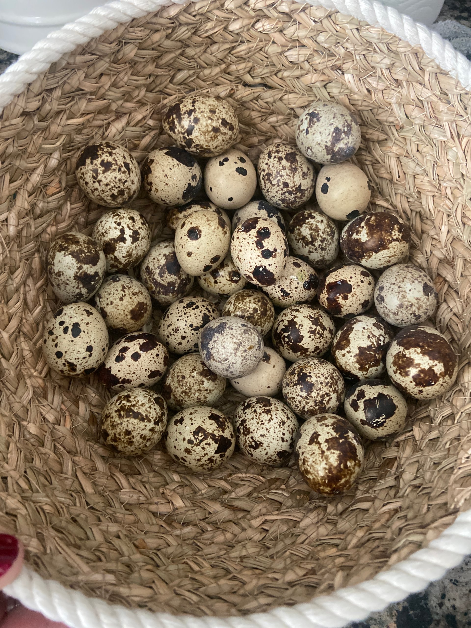 Coturnix Quail eggs on Farmish