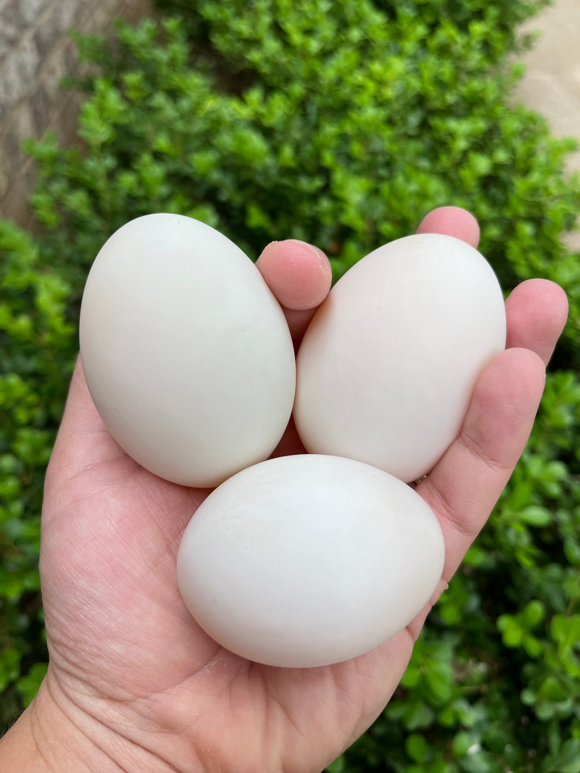 Farm Fresh Duck Eggs on Farmish