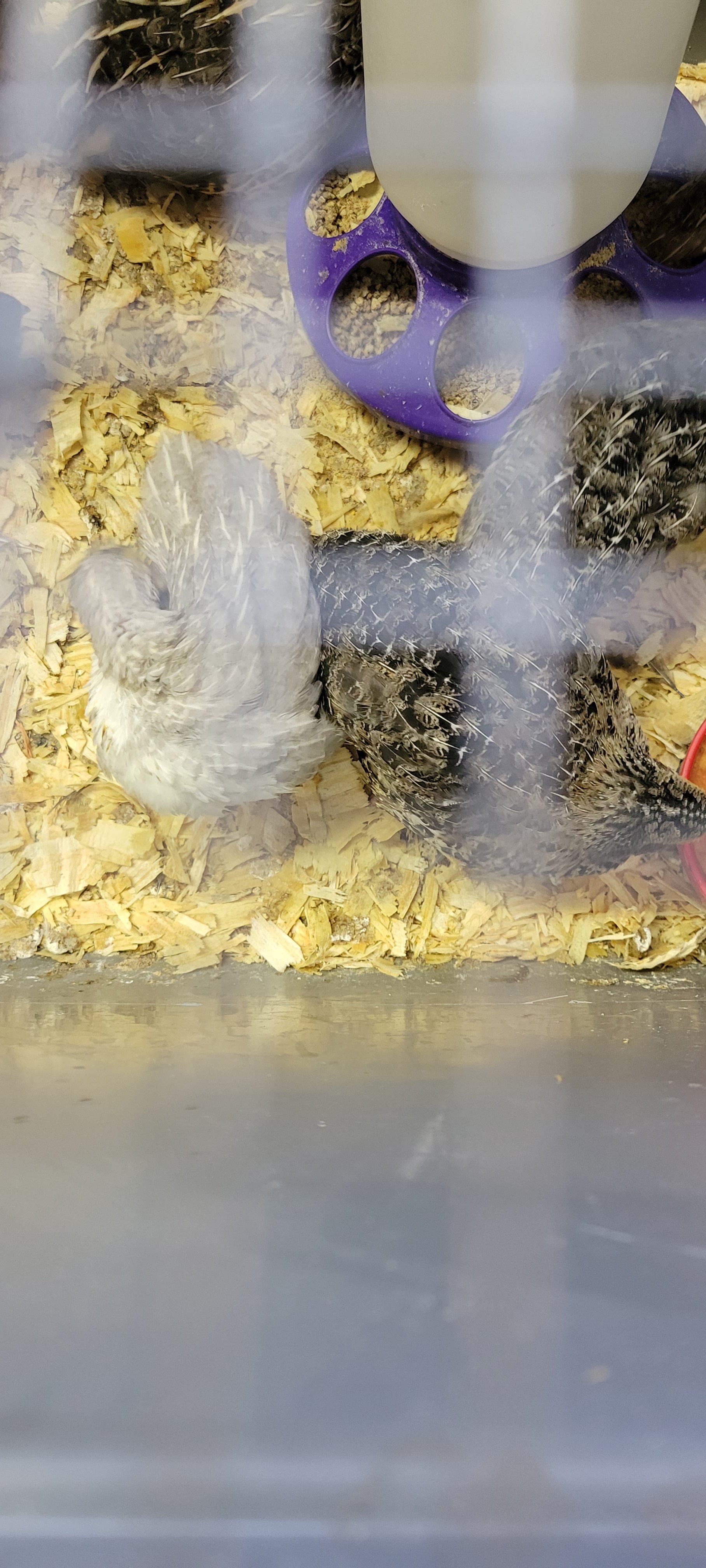 Mixed color jumbo quail hatching eggs and quail for sale on Farmish