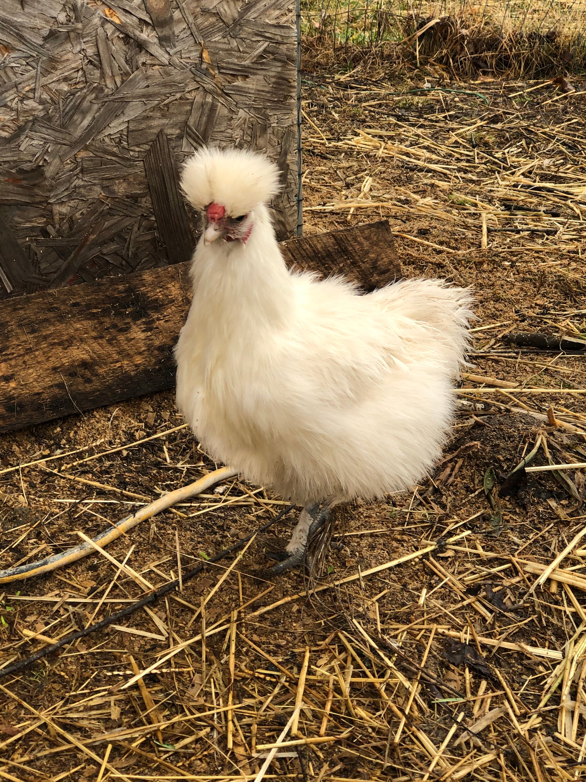 Silkie Hatching Eggs on Farmish