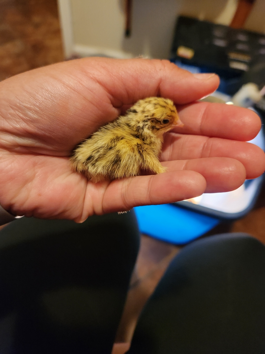 Coturnix Quail Hatching Time! on Farmish