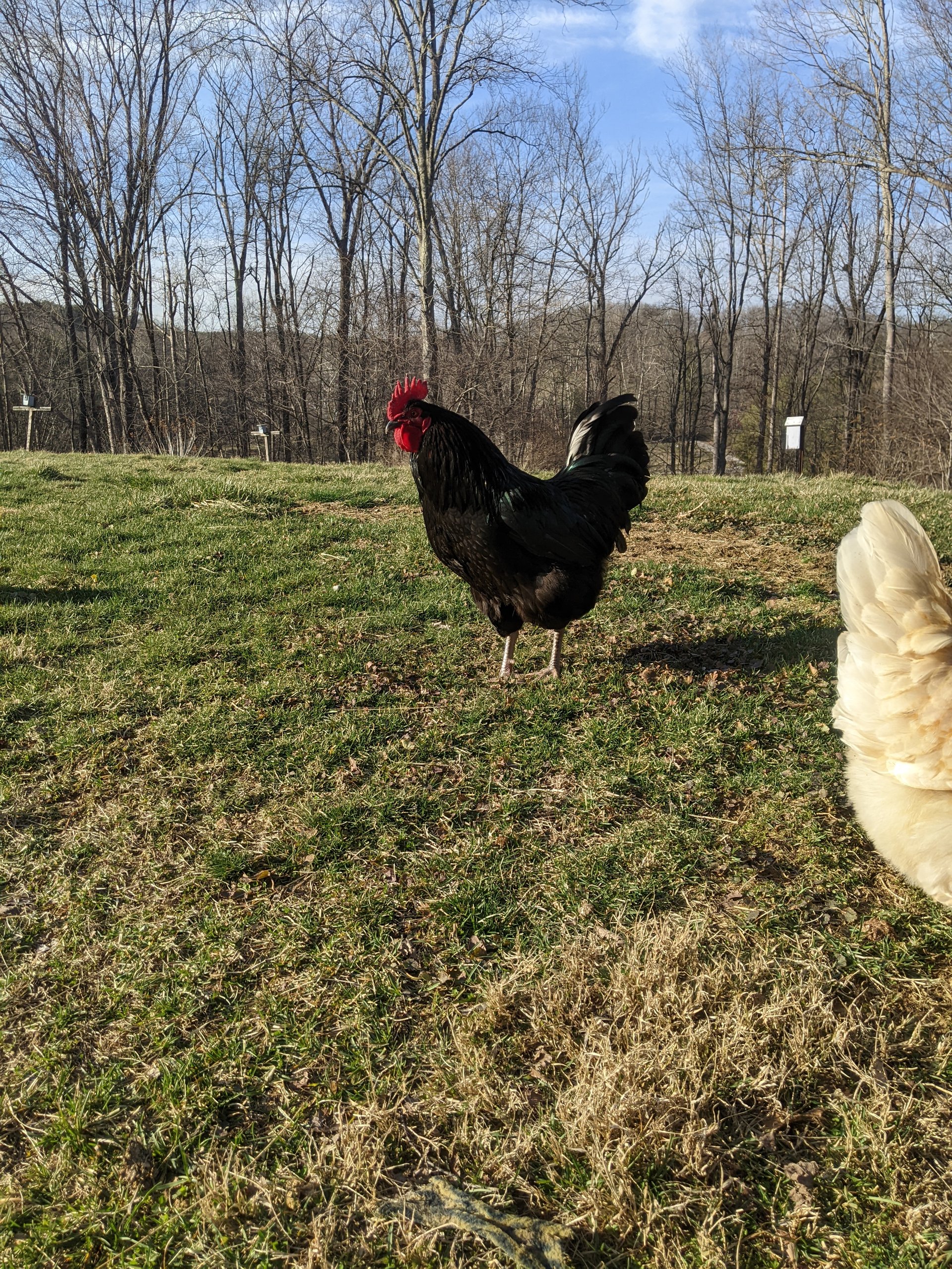 Farm fresh free range chicken eggs on Farmish
