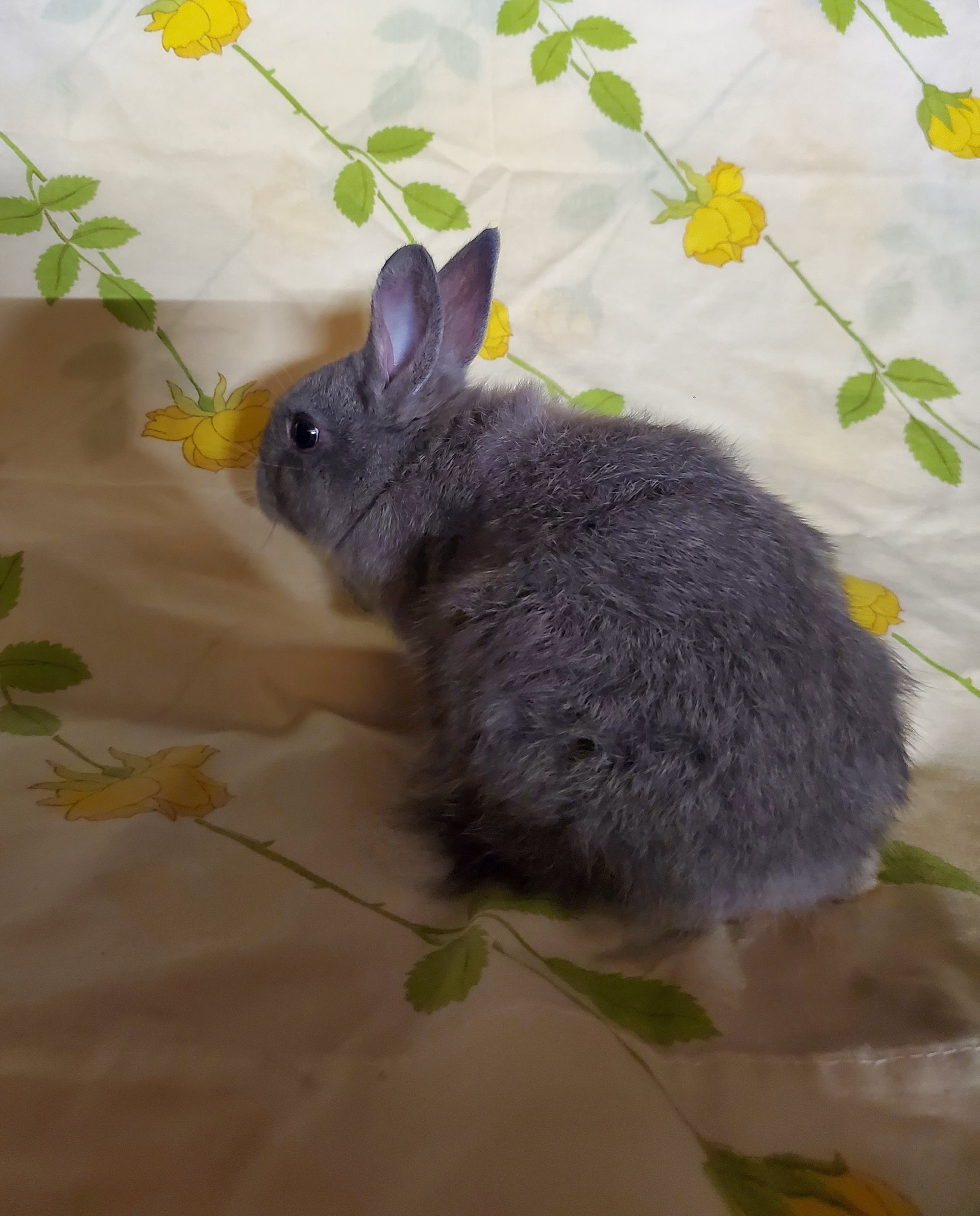 Lionhead rabbit kits on Farmish