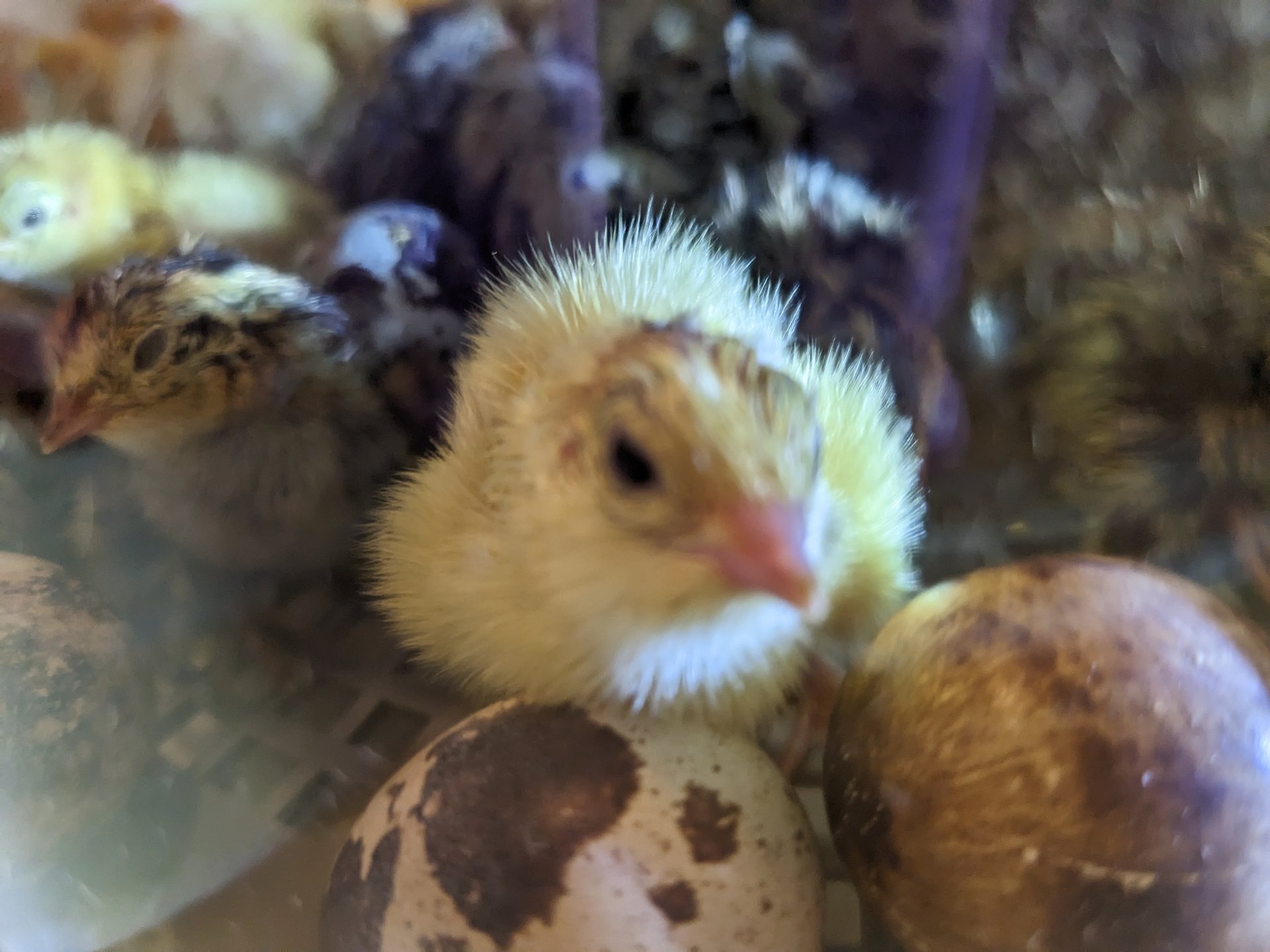 Coturnix Quail Chicks on Farmish