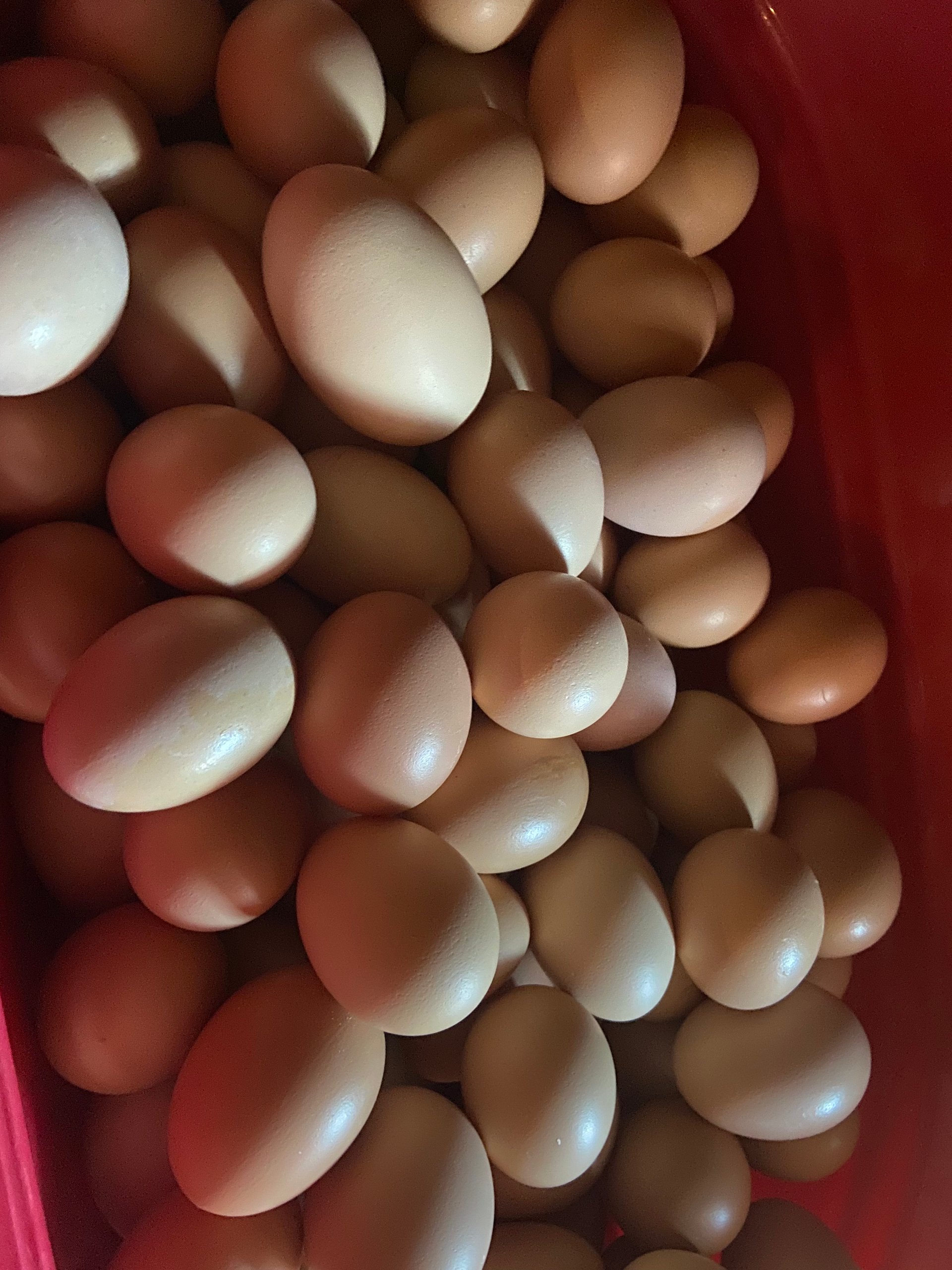 Local fresh eggs a dozen on Farmish