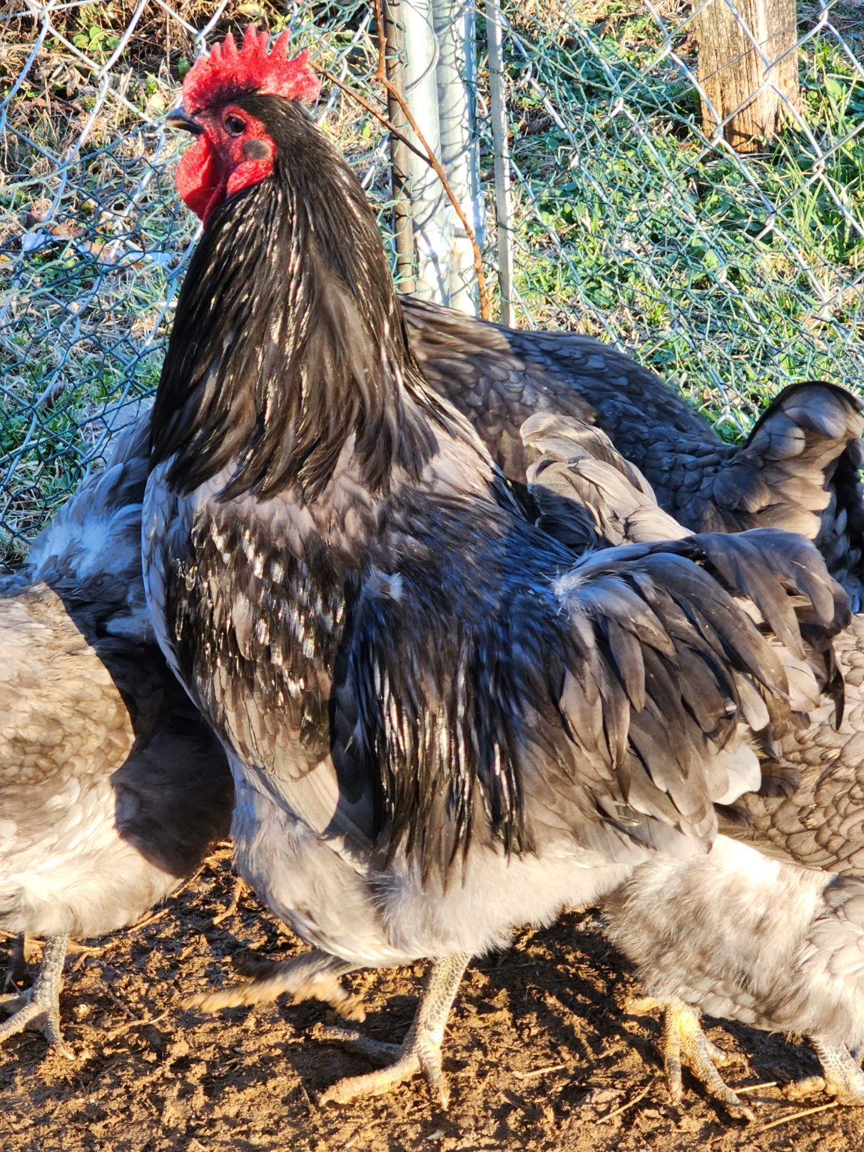 BLUE JERSEY GIANT CHICKS on Farmish