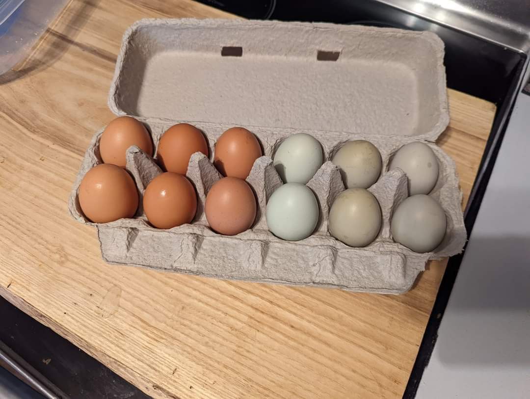 1 dozen fresh eggs on Farmish