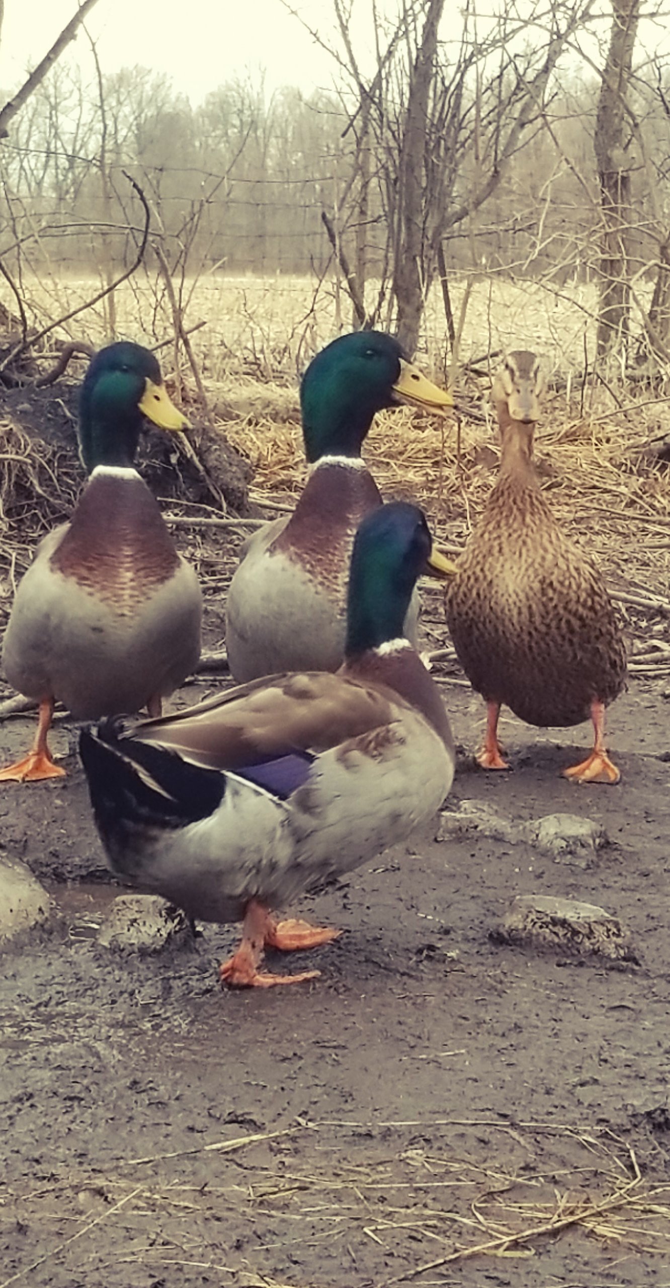 fertile-duck-eggs-on-farmish