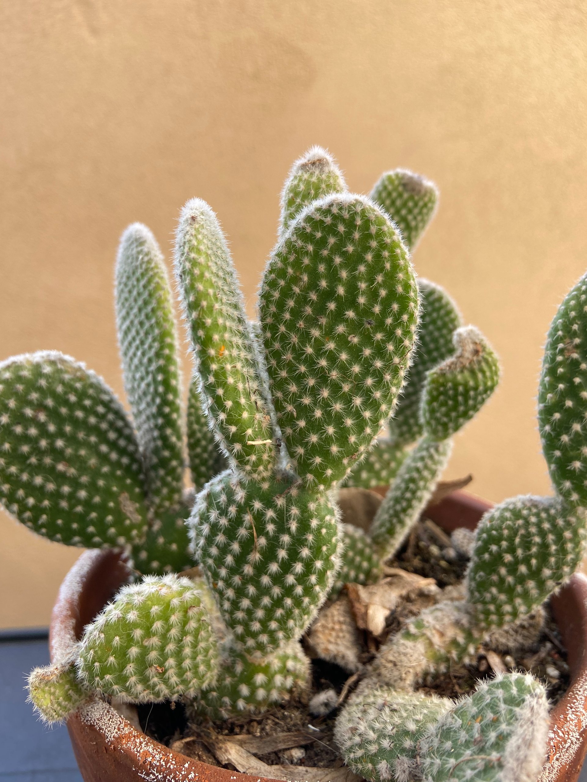 Baby Prickly Pear White 1gal Pots on Farmish