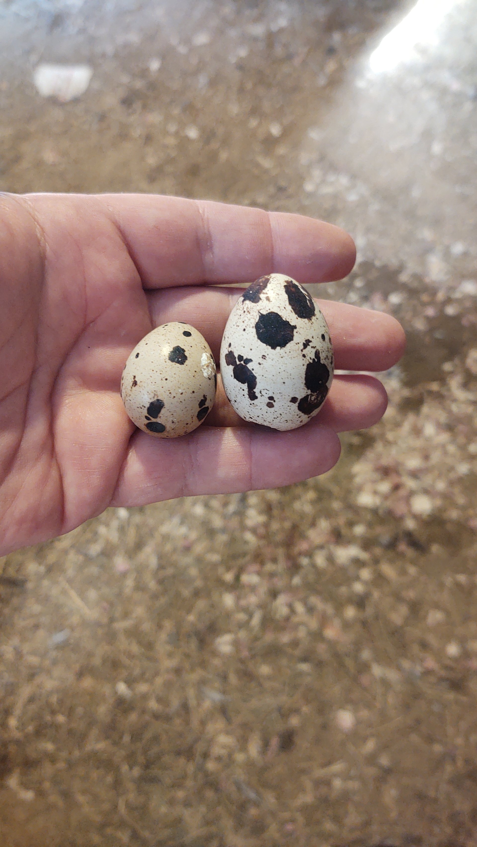 36 Jumbo Quail Hatching Eggs on Farmish
