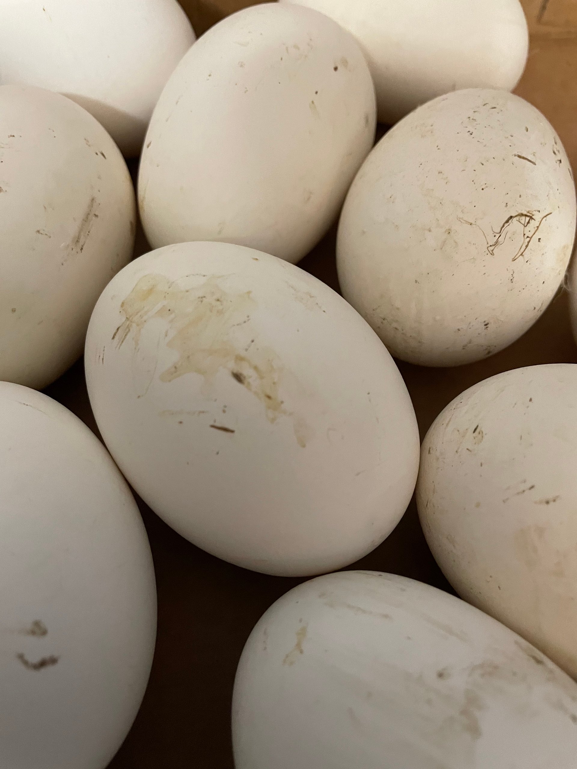 Goose Eggs for sale (6 eggs) on Farmish