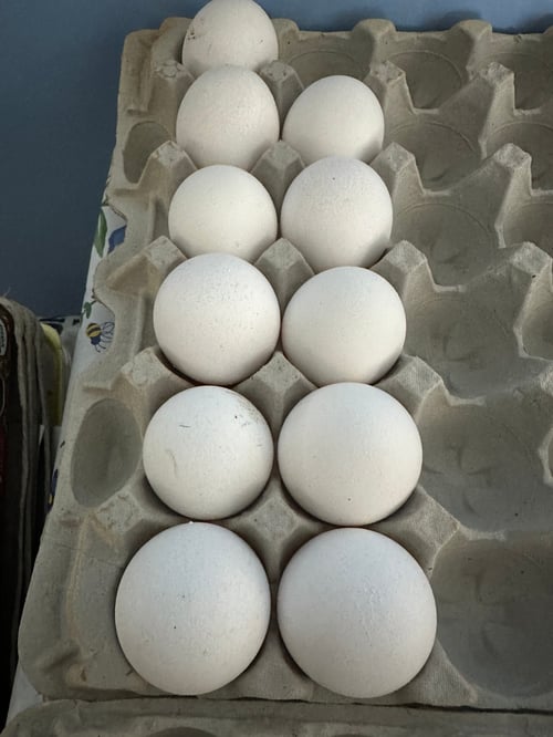 Barnyard Mix Duck Hatching Eggs on Farmish